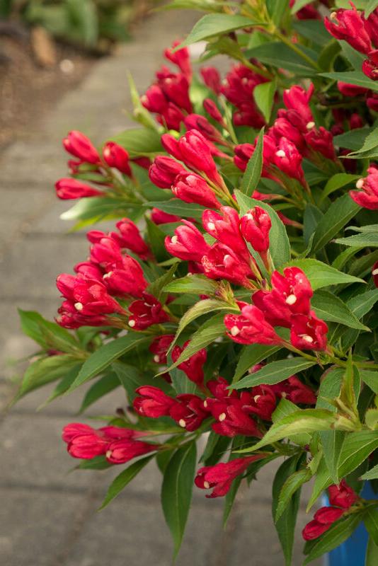 Weigela shrub with red-pink flower clusters and green leaves