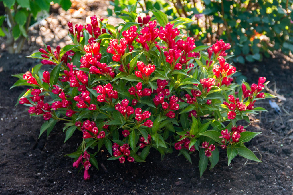 Crimson Kisses Weigela shrub with clusters of bright red-pink flowers and green leaves