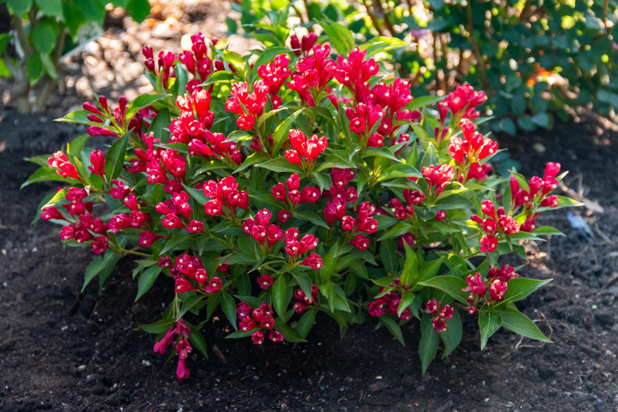 Crimson Kisses Weigela shrub with clusters of bright red-pink flowers and green leaves