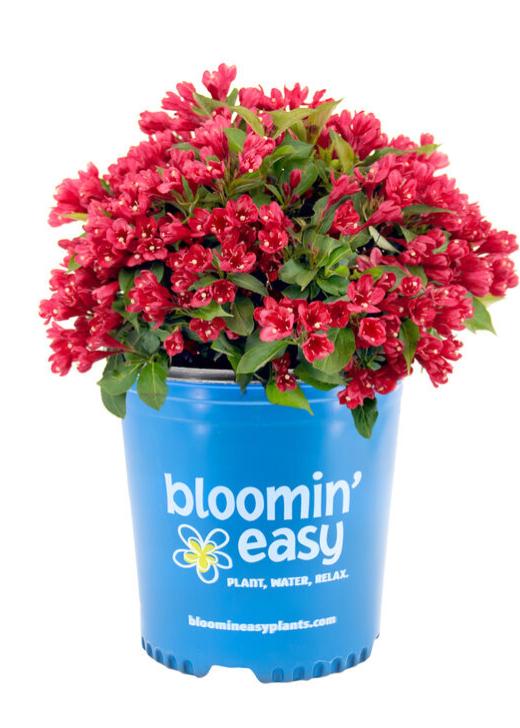 Potted Weigela in blue bloomin' easy pot with red-pink flower clusters