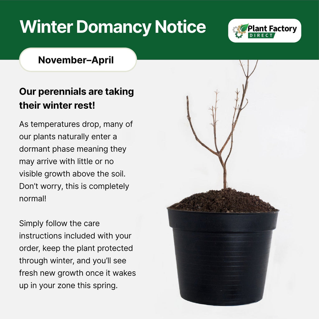 Potted plant in a black nursery pot with thin bare stems