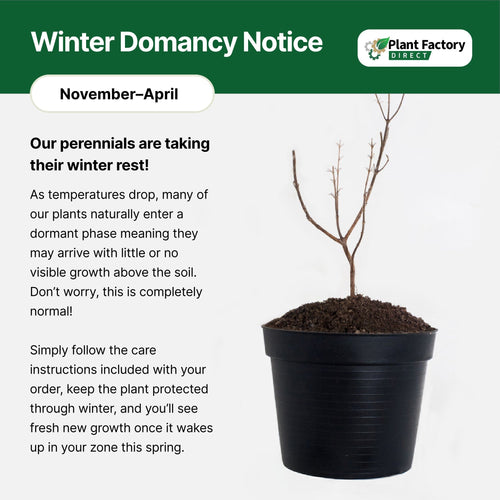 Potted french mulberry plant in black nursery pot with bare stems