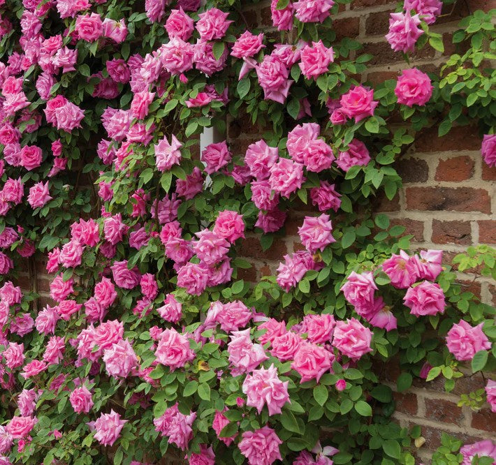 Climbing rose with bright pink blooms and green foliage