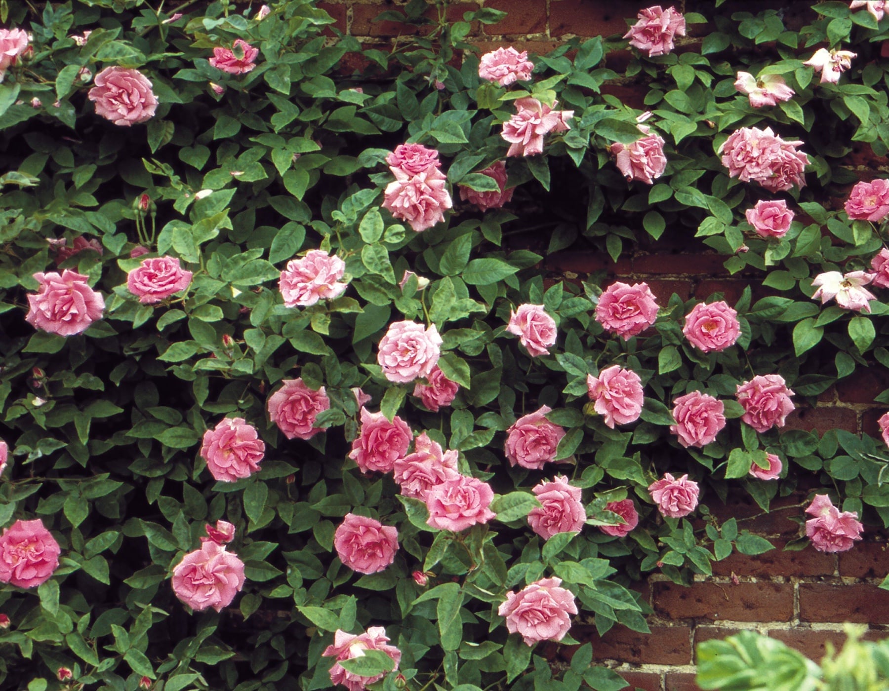 Climbing rose with clustered pink blooms and glossy green leaves