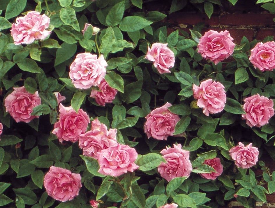 Climbing rose with double pink blossoms and dark green leaves