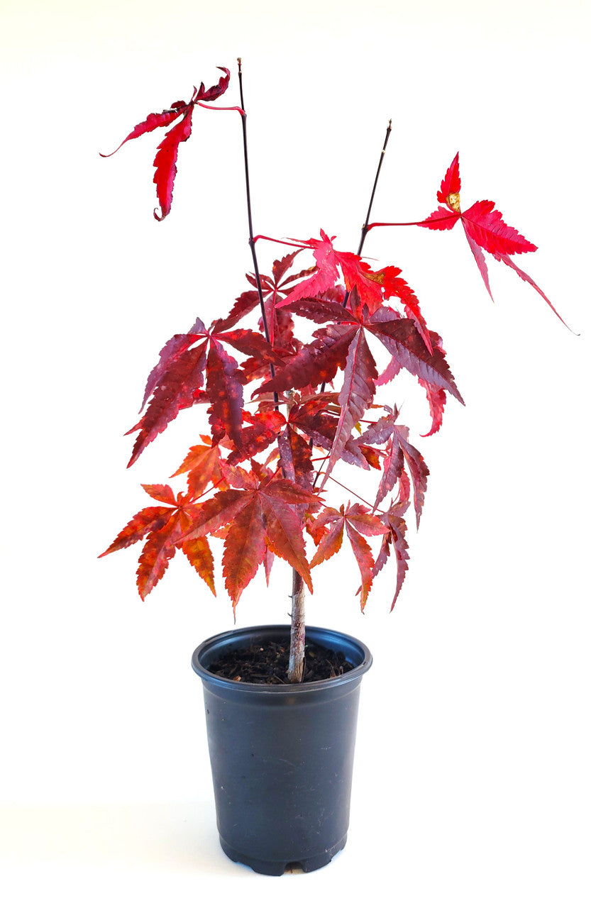 Dwarf Japanese maple in black pot, red leaves on slim trunk