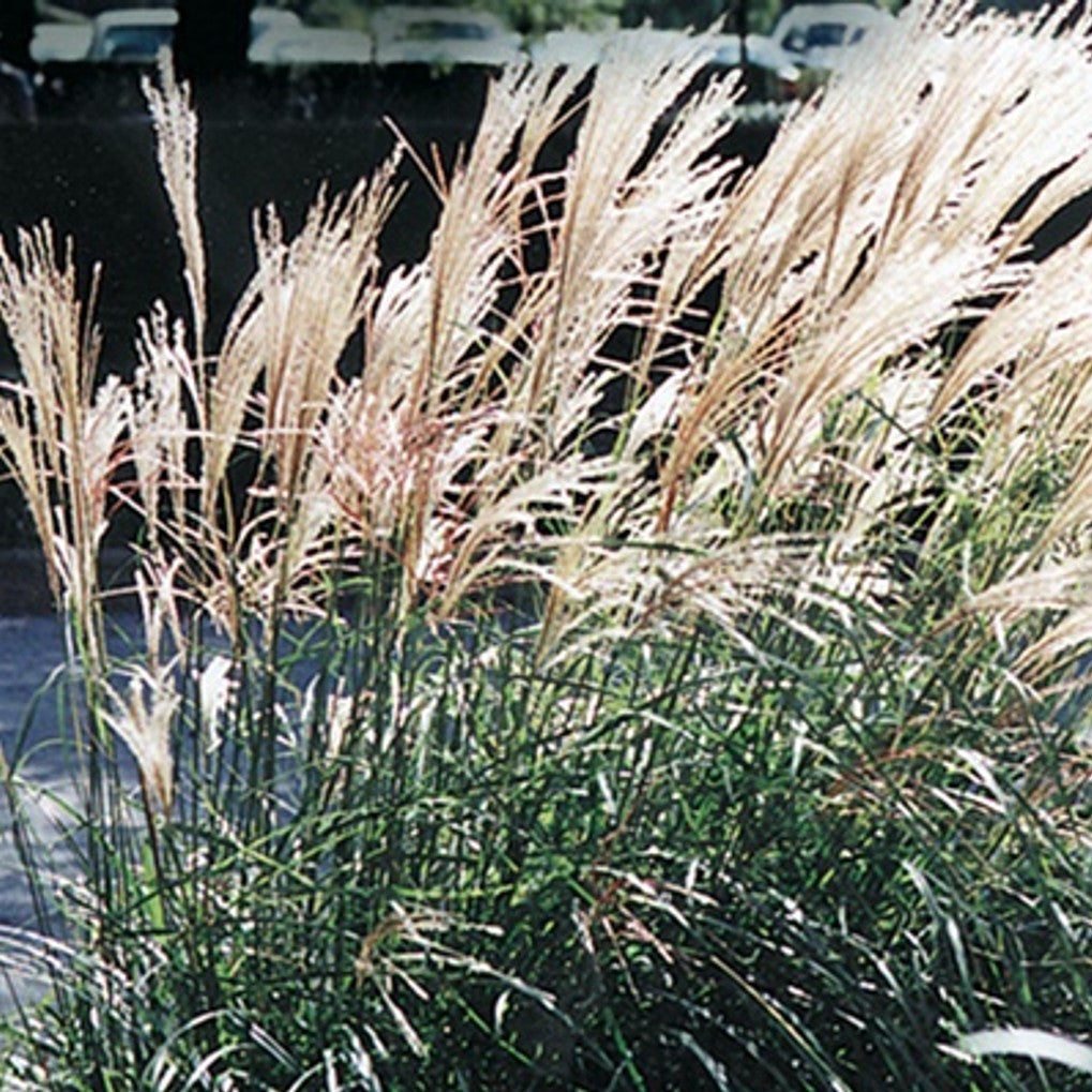 Dwarf maiden grass clump with pale tan plumes over dark green foliage