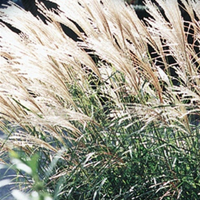 Dwarf maiden grass with pale tan plumes and green blades, dense clump