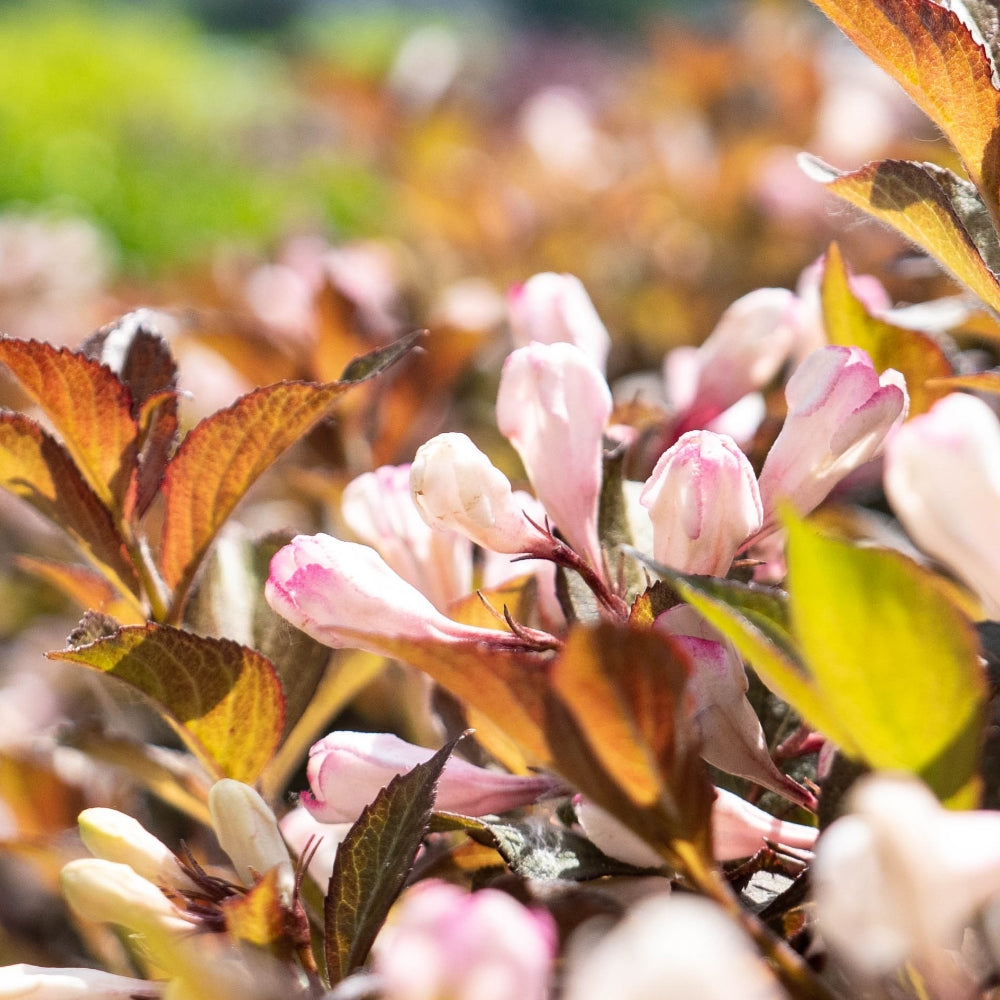 Afterglow™ weigela close-up with pink buds, pale blooms, and burgundy leaves