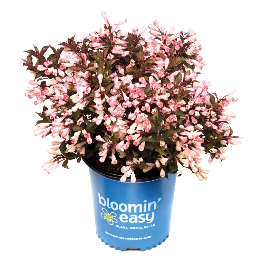 Afterglow™ weigela in blue Bloomin' easy pot with pink blossoms and dark leaves