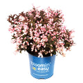 Afterglow™ weigela in blue Bloomin' easy pot with pink blossoms and dark leaves