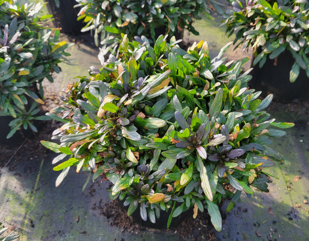 Chocolate Chip Ajuga | Bugleweed| Ajuga reptans 'Chocolate Chip'