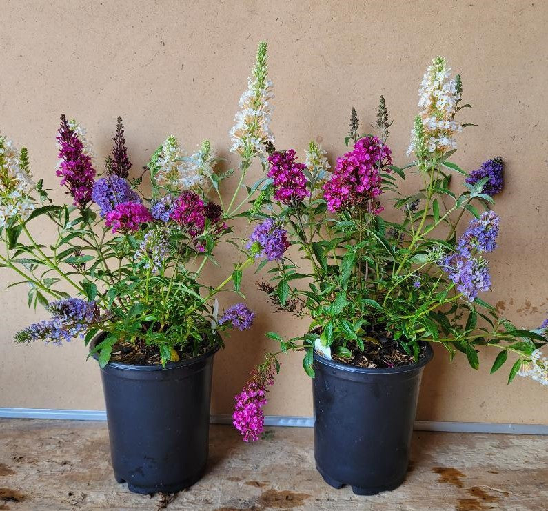 Potted butterfly bushes with purple, pink, and white flowers