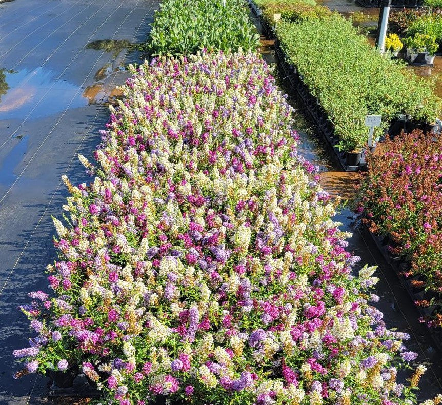Butterfly bush mass planting with purple and pink flower blooms