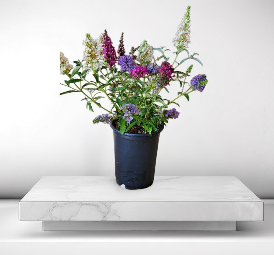 Potted butterfly bush with purple, magenta, and white blooms