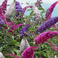 Butterfly bush with magenta, purple, and white flower spikes