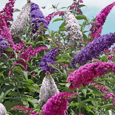 Butterfly bush with magenta, purple, and white flower spikes