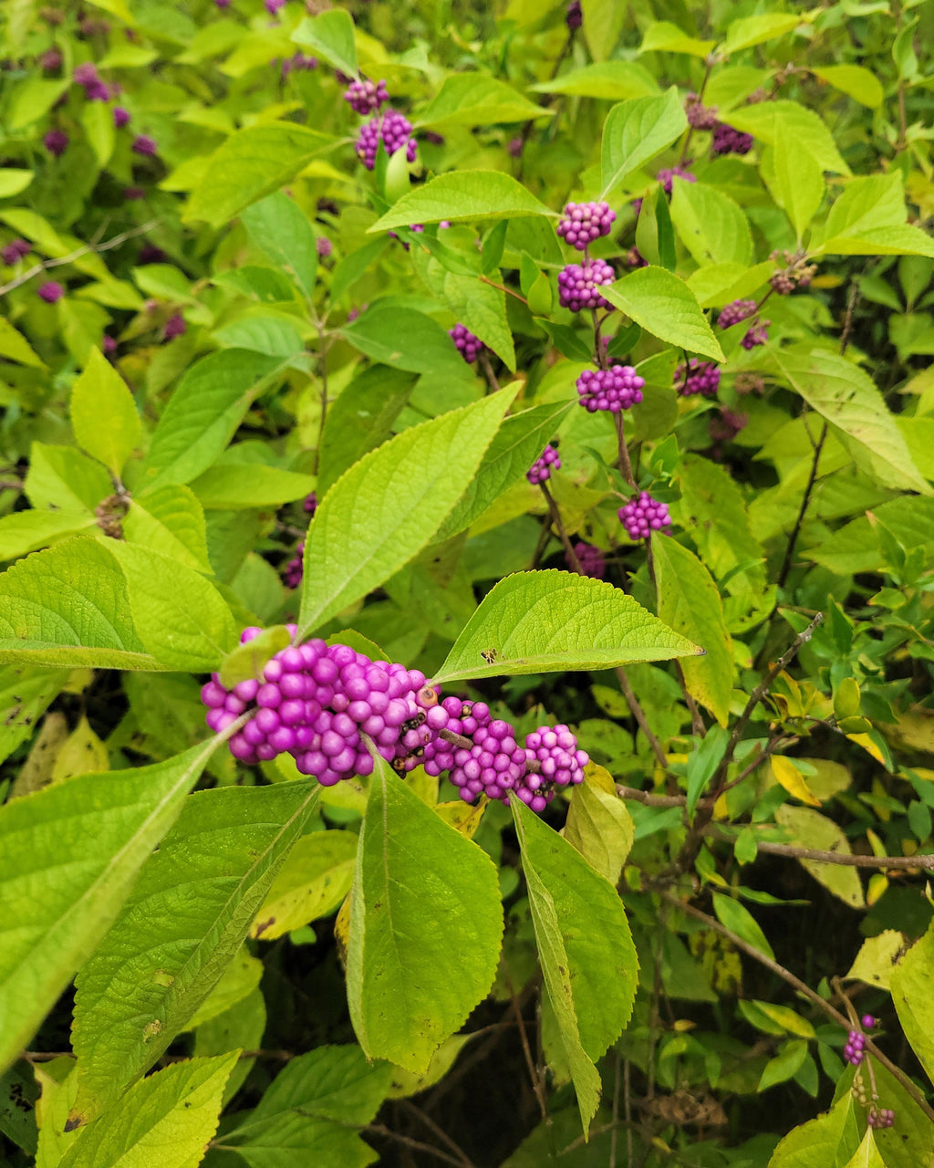 French mulberry shrub with dense purple berry clusters and green leaves