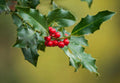 American holly branch with dark green leaves and red berry clusters