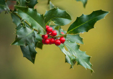 American holly branch with dark green leaves and red berry clusters