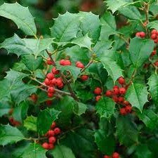 American holly foliage with multiple red berry clusters on green leaves