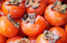 Fuyu Jiro Asian Persimmon Tree | Hand Grafted