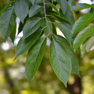 Fuyu Jiro Asian Persimmon Tree | Hand Grafted