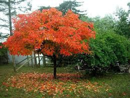 Fuyu Jiro Asian Persimmon Tree | Hand Grafted