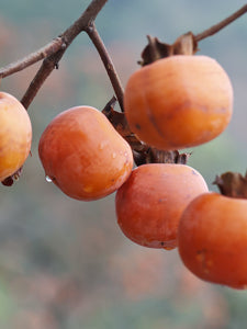 Persimmon fruit cluster on tree branch