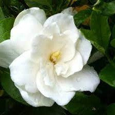 White gardenia flower with layered petals and pale yellow center, surrounded by green leaves