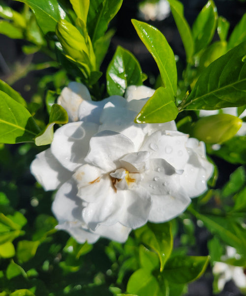 White gardenia bloom with wet-looking petals and pale yellow center on green foliage