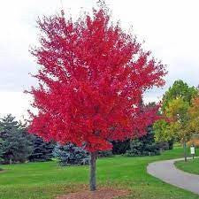 Autumn Blaze Maple tree with tall stem and vivid crimson foliage beside a walkway