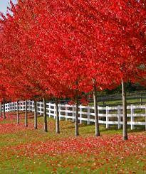 Autumn Blaze Maple tree with dense red foliage, branches visible, growing behind a fence