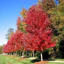 Autumn Blaze Maple tree with vibrant red leaves and wide canopy in a landscape
