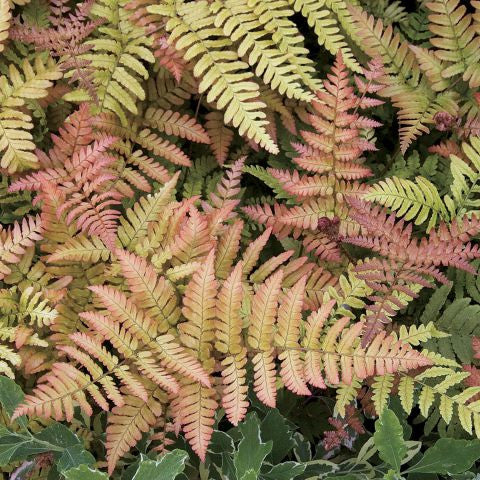 Autumn fern foliage in layered fronds, yellow-green and pinkish autumn tones