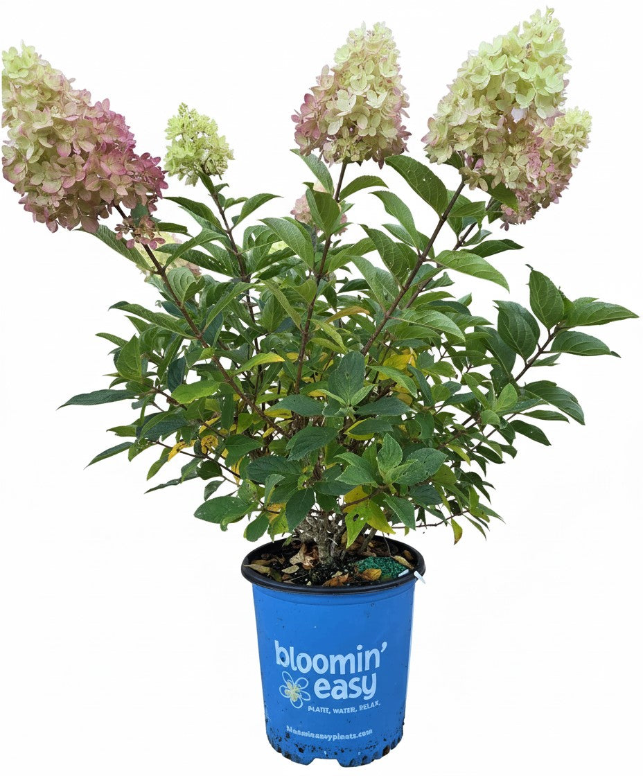 Potted compact panicle hydrangea with mixed pale pink and green flower heads