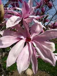 Pink and white magnolia blossoms with layered petals