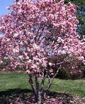 Blooming pink magnolia tree with dense flowers and green foliage
