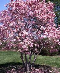 Blooming pink magnolia tree with dense flowers and green foliage