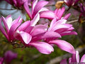 Pink tulip-shaped magnolia blossoms on dark stems