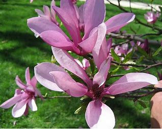 Pink magnolia tulip blooms on a leafy branch