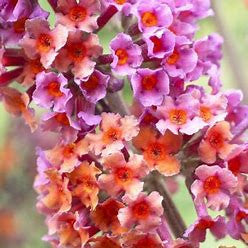 Bicolor butterfly bush blossoms in pink, orange, and purple hues