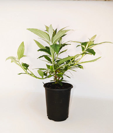 Fragrant pollinator shrub in a black nursery pot with small green leaves