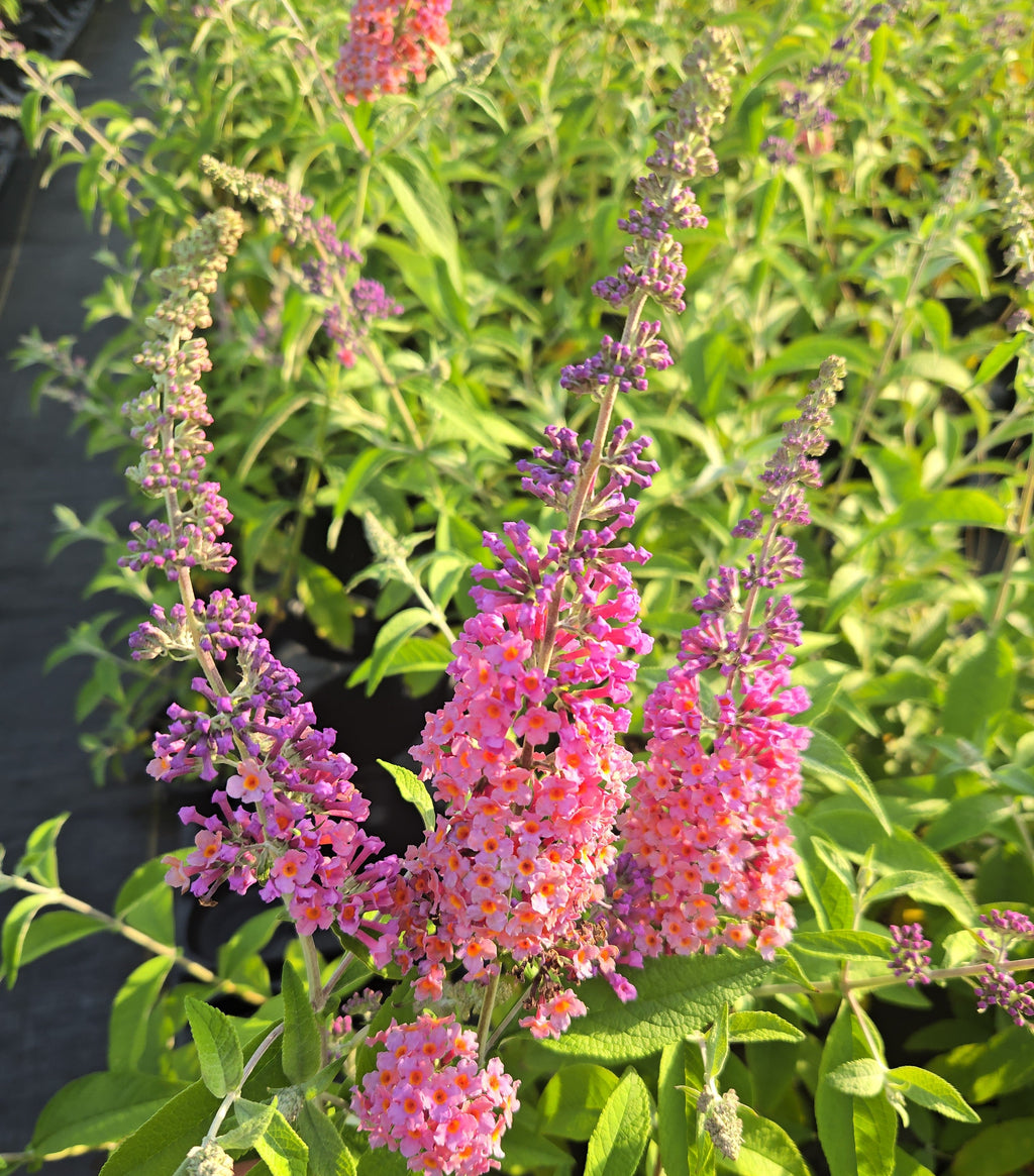 Bicolor butterfly bush shrub with pink and purple flower spikes and green leaves