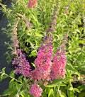 Bicolor butterfly bush shrub with pink and purple flower spikes and green leaves