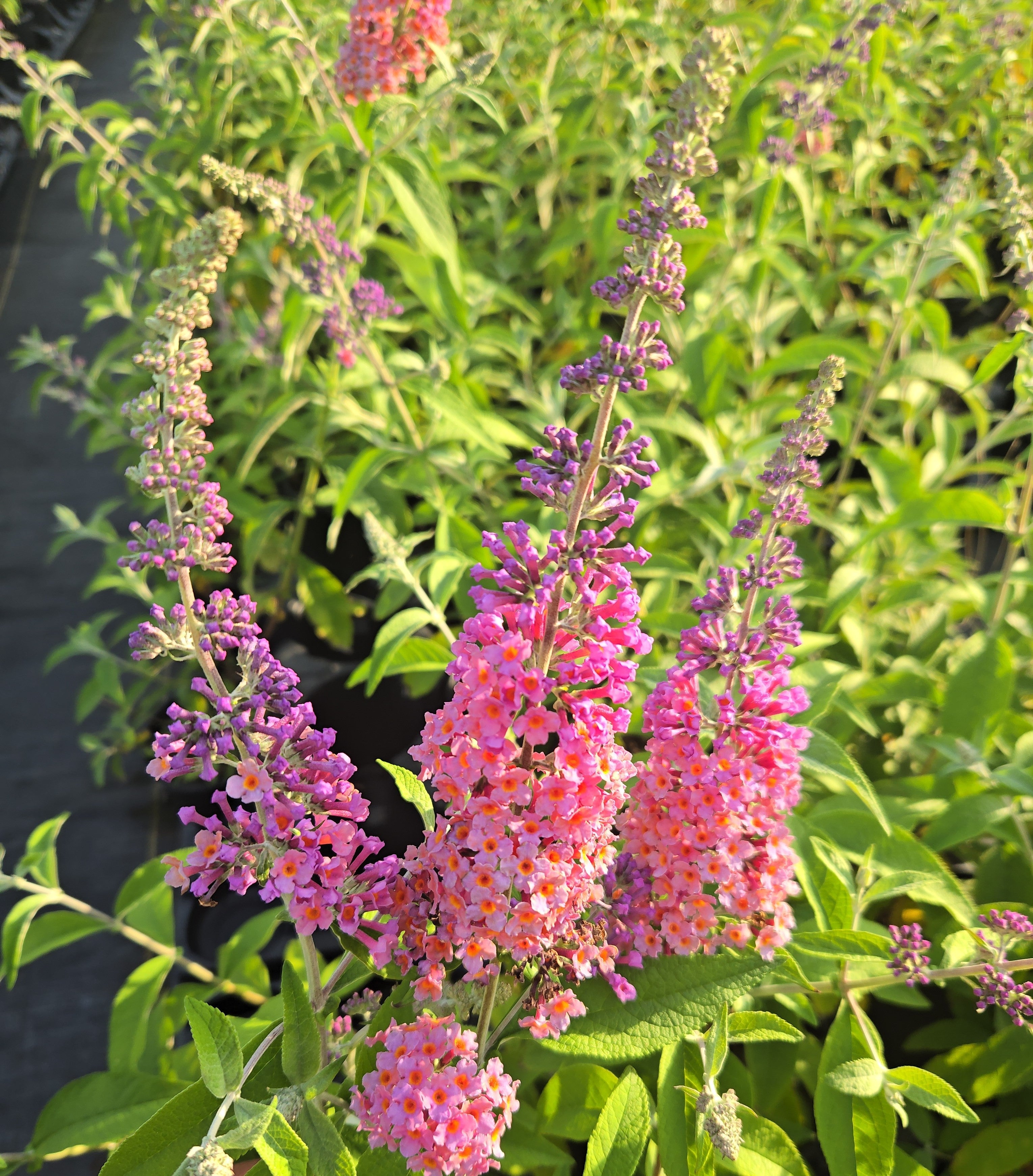 Bicolor butterfly bush shrub with pink and purple flower spikes and green leaves
