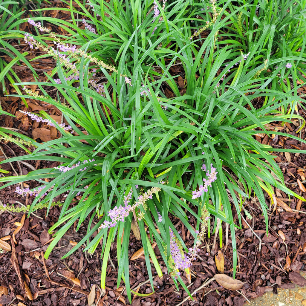 Monkey grass with green blades and scattered small lavender blooms