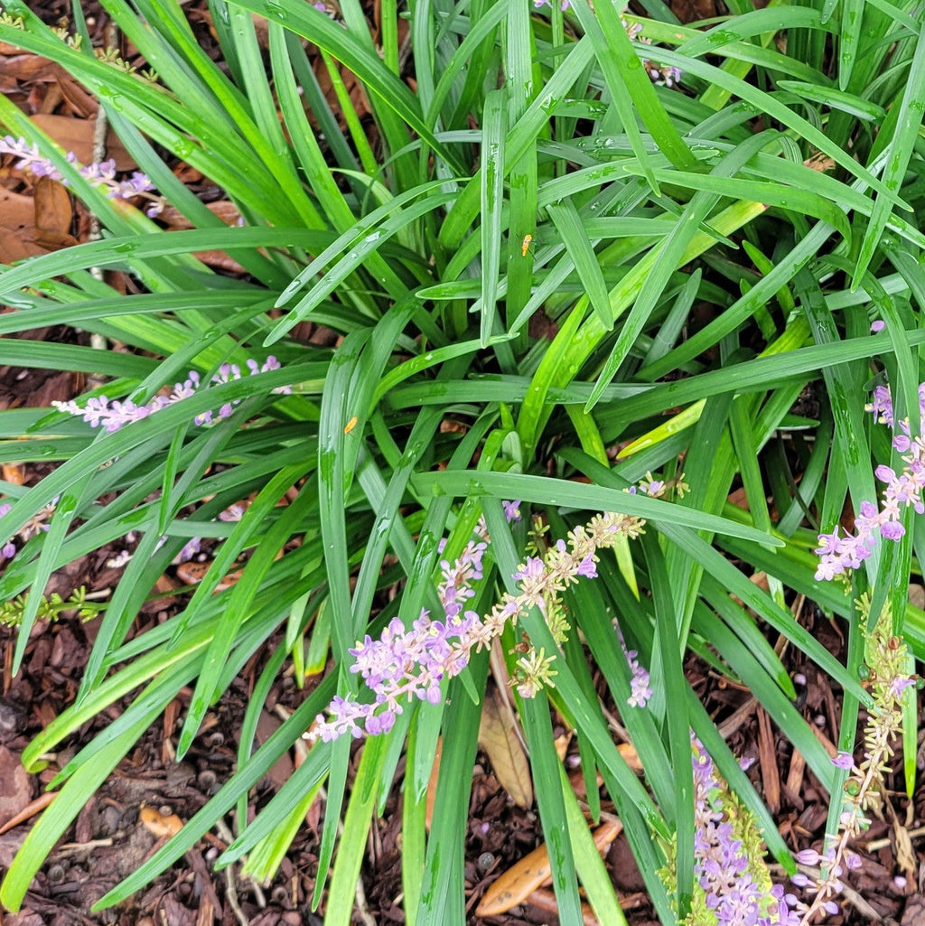 Monkey grass plant with bright green strappy leaves and tiny lavender flower spikes