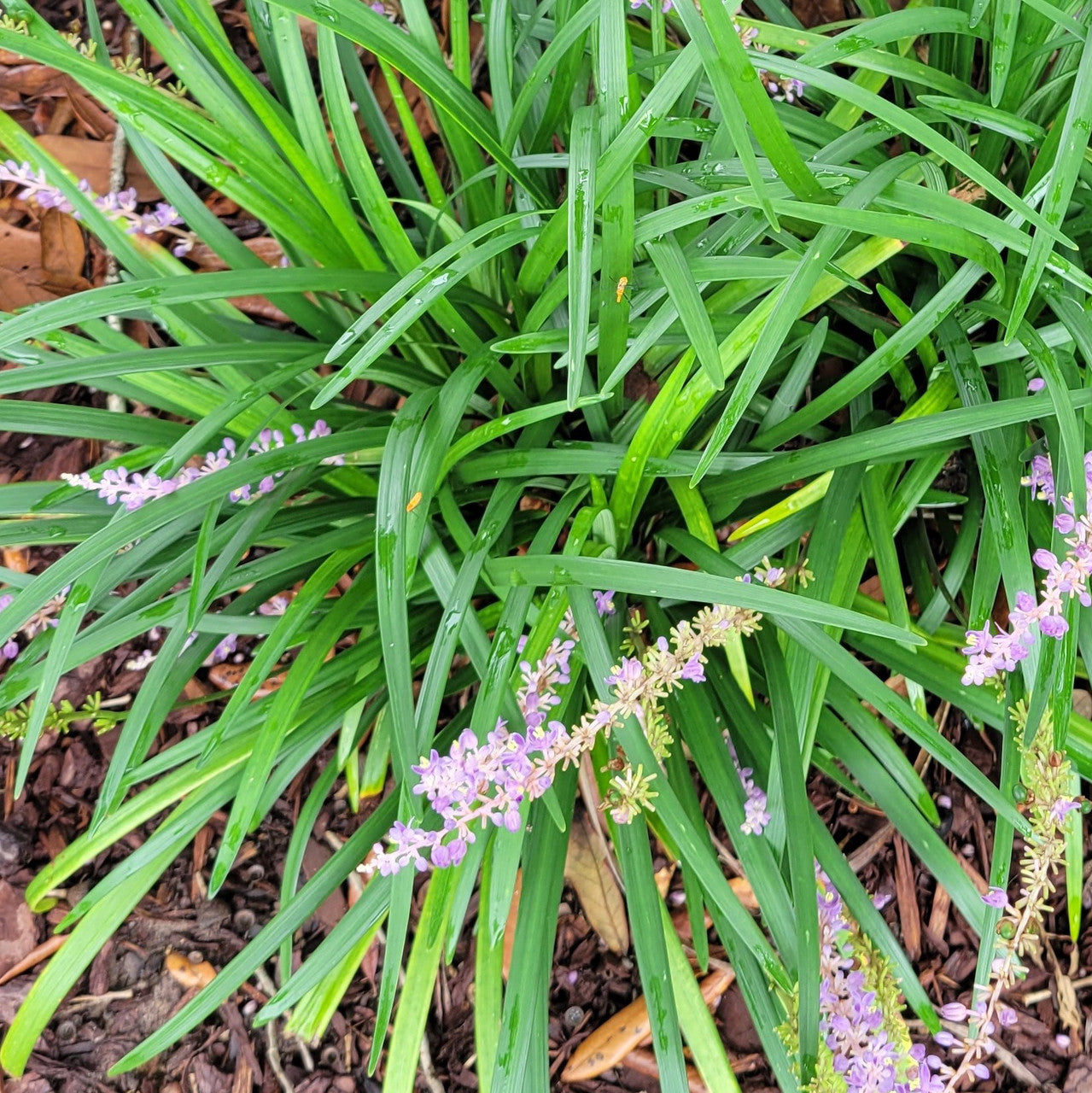 Monkey grass plant with bright green strappy leaves and tiny lavender flower spikes