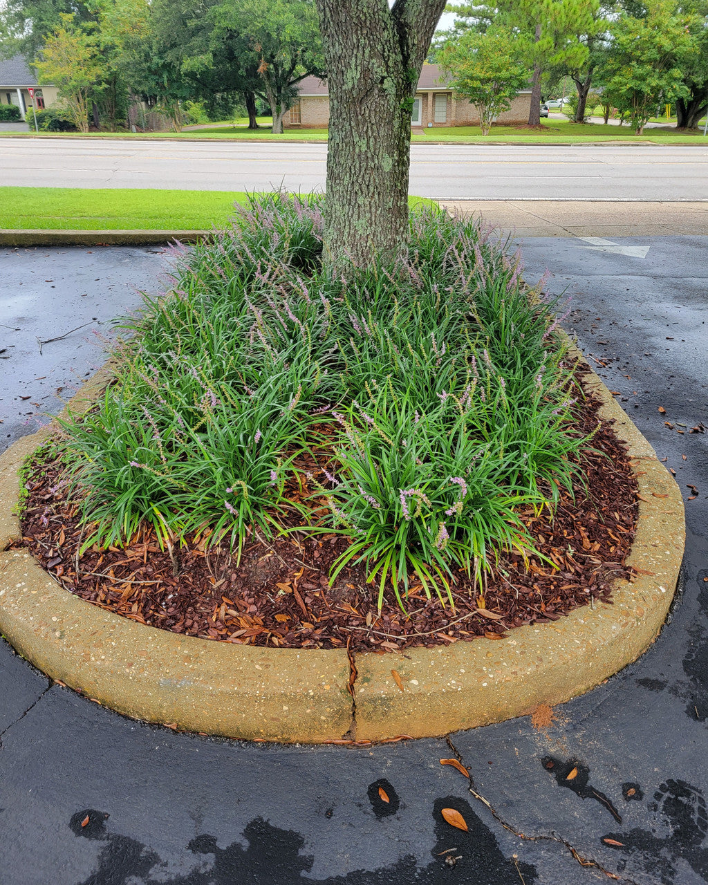 Monkey grass plant in a circular bed with dense green foliage and lavender blooms